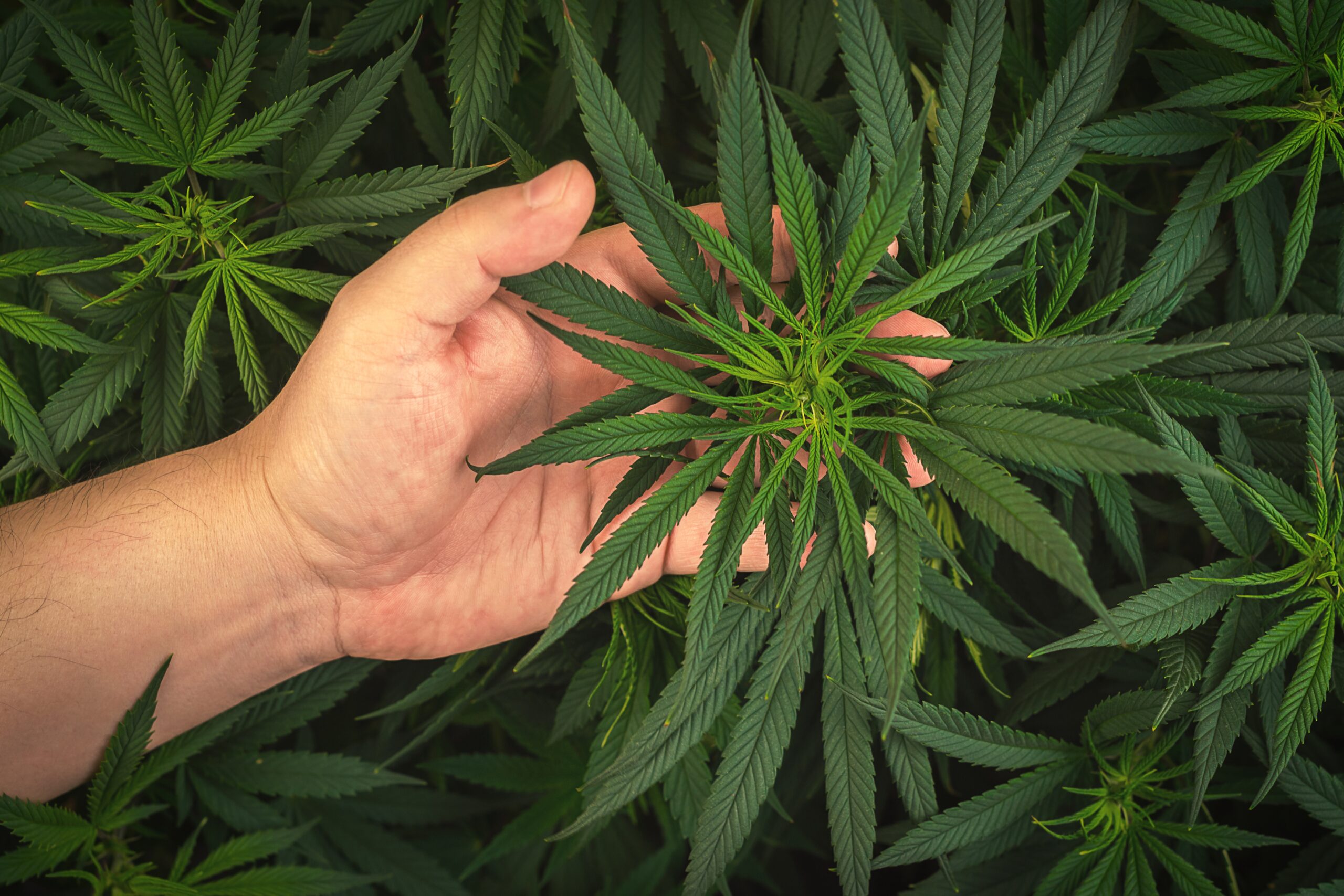 Online ShopErfolgreicher Cannabisanbau: Grundlegende Tipps zur Pflege Ihrer  PflanzenCBD, Hanf, H4CBD aus Austria